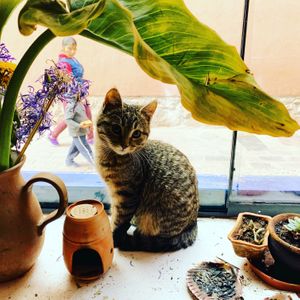 Hi world, meet our café kitty. His name is Simba. He loves to snuggle and play with new friends every day. 🌺 at Cultura Viviente in Pisac