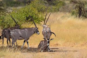 Hello Cutie, what's happening at your home today? Some animals chilling at Kenya:)  at Travel Love Repeat in Kolkata