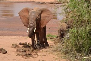 Hello elephant😄Why you be so muddy? at Travel Love Repeat in Kolkata