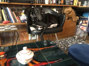 Lovely dog  at L'Alchimiste in Brussels