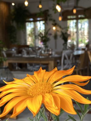   at Wild Cafe in Estepona