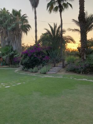 Sunset at Flora Farms  at Flora Farms in San Jose Del Cabo