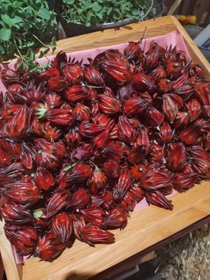 Fresh hibiscus blossoms at the farmers market on the grounds at Flora Farms in San Jose Del Cabo