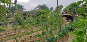 Part of the farm, literally right next to us as we ate. at Flora Farms in San Jose Del Cabo
