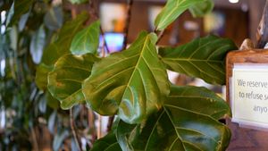 interior at Golden Era Vegan Restaurant in San Francisco