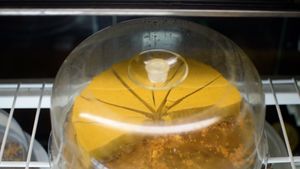 cake at Golden Era Vegan Restaurant in San Francisco