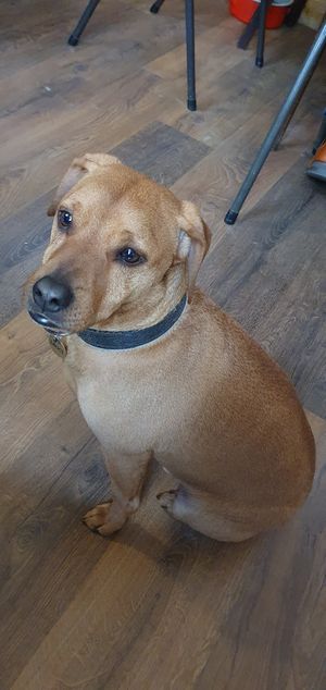 Little dog visiting at Szabad Bisztro in Budapest