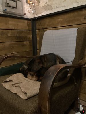 Sweet dog chilling in the corner  at Szabad Bisztro in Budapest