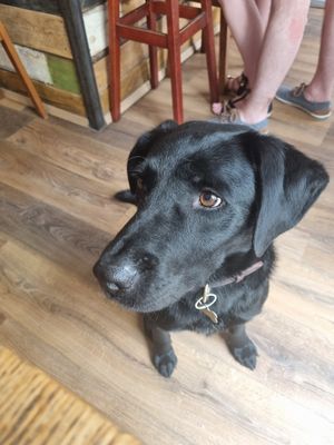 One of the adorable and well-behaved adoptable dogs at Szabad Bisztro in Budapest