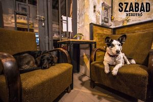 Dog friendly place at Szabad Bisztro in Budapest