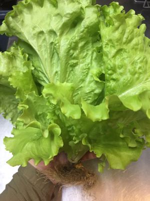 Lechugas hidropónicas at Liberty Bar in Montevideo