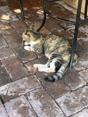 Resident patio cat   at Veganautas Smoothie Bar in Loreto