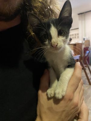 Owners kitten   at Kapphet Vegan in Vang Vieng