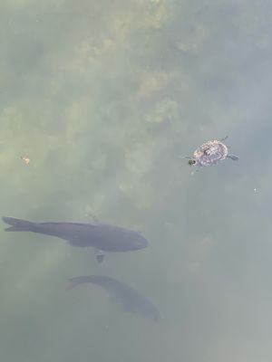 Coy fish and Turtles in the lake (for viewing!) at Cafe 7 Winds in Yomitan