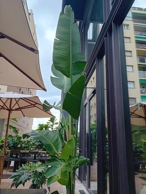 Inside at Honest Greens - Plaça Catalunya in Barcelona