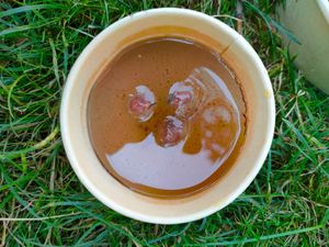 Dolce al caffè at Florian in Paris