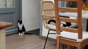 Interior & inhabitants at Pluk Cats & Coffee in Maastricht