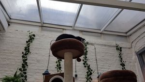 Interior at Pluk Cats & Coffee in Maastricht