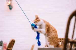 Siem is always in for some play time at Pluk Cats & Coffee in Maastricht