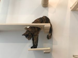 Cat at Pluk Cats & Coffee in Maastricht