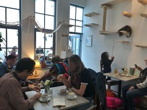 Inside at Pluk Cats & Coffee in Maastricht
