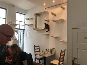 Inside at Pluk Cats & Coffee in Maastricht