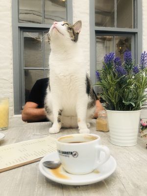 Just lovely😊 at Pluk Cats & Coffee in Maastricht
