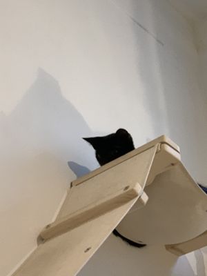 Cat at Pluk Cats & Coffee in Maastricht