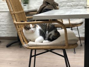   at Pluk Cats & Coffee in Maastricht