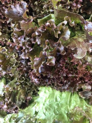 Las lechugas más frescas ;) at Amor de mis Amores in Queretaro