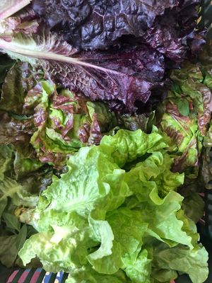 Ven por tu mix de lechugas!  at Amor de mis Amores in Queretaro