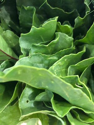   Todo para tus ensaladas at Amor de mis Amores in Queretaro