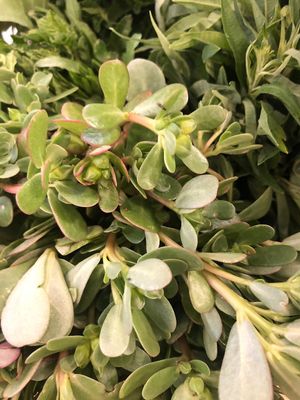  Verdolaga at Amor de mis Amores in Queretaro