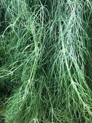 Hinojo fresco at Amor de mis Amores in Queretaro