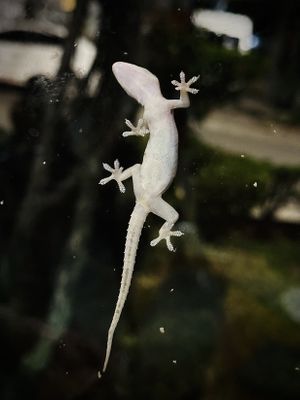 We loved watching the cute geckos climbing on the windows 🦎   at ROM Vegetarian Restaurant in Hoi An
