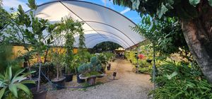  at Blooming Onion - Moctezuma in Guadalajara