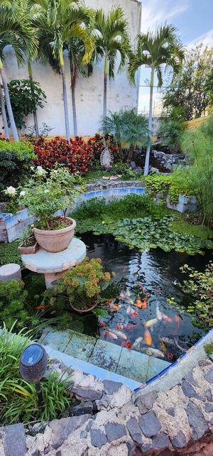  at Blooming Onion - Moctezuma in Guadalajara
