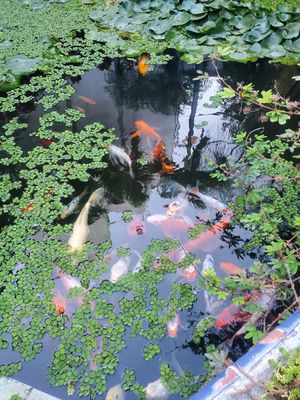  at Blooming Onion - Moctezuma in Guadalajara