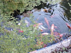  at Blooming Onion - Moctezuma in Guadalajara