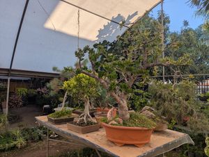 Greenhouse at Blooming Onion - Moctezuma in Guadalajara