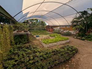Greenhouse at Blooming Onion - Moctezuma in Guadalajara