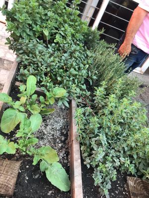 Garden at Blooming Onion - Moctezuma in Guadalajara