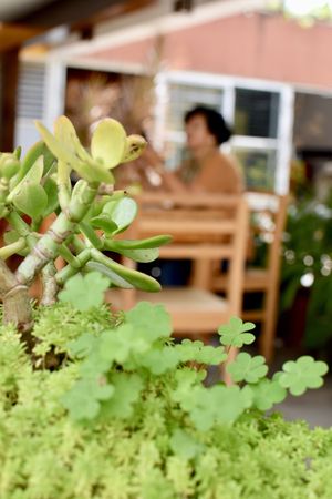Lugar at Blooming Onion - Moctezuma in Guadalajara