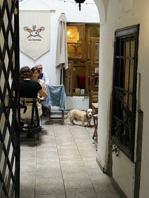 Pup-friendly! at no bones in Krakow