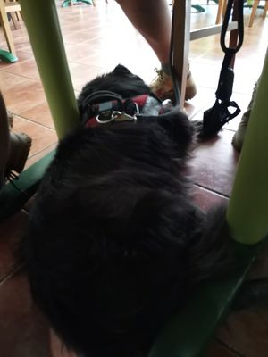 Pet-friendly at La Marmita Verde in Ponferrada