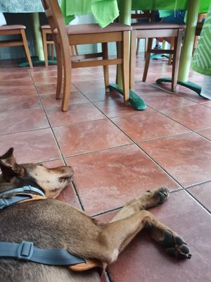 Pet-friendly at La Marmita Verde in Ponferrada