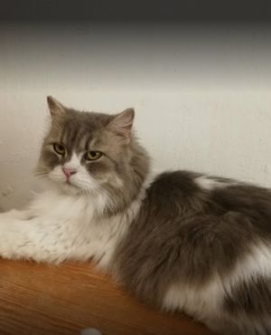  at Le Cattitude Cafe in Vientiane