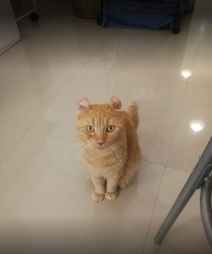  at Le Cattitude Cafe in Vientiane