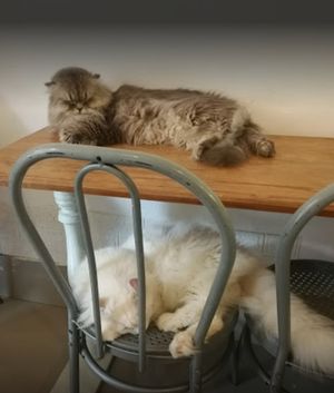  at Le Cattitude Cafe in Vientiane