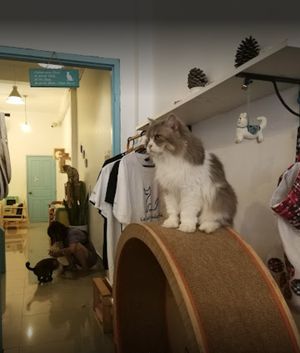  at Le Cattitude Cafe in Vientiane